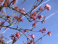 Cerisier fleur